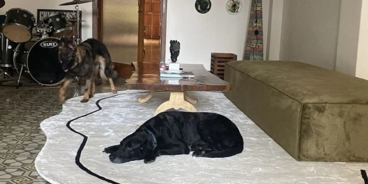 Why Washable Rugs Are a Must-Have for Families with Kids and Pets?